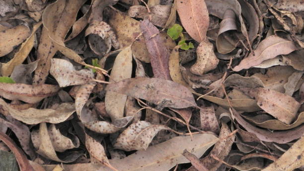 istock dry leaves lying on the ground 868166452