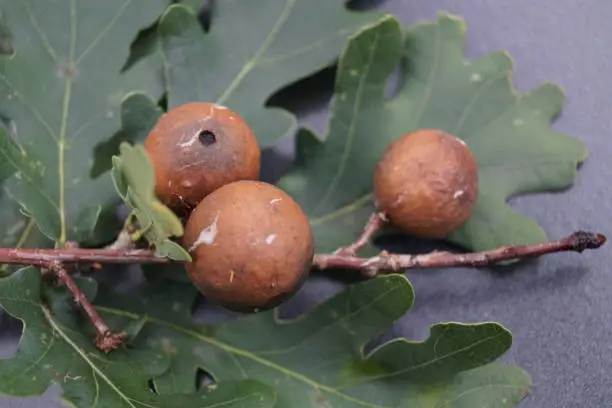 Photo of Gall apple or oak rail (leaf bile)