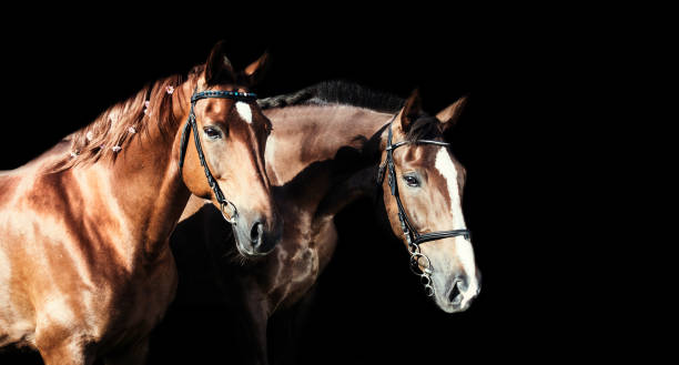 istock couple of hobby class horses poseing together 868169590
