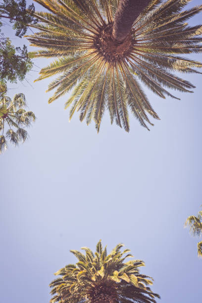 istock Palms of Beverly Hills 868172068