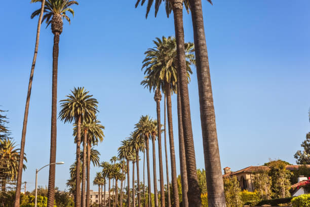 istock Palms of Beverly Hills 868172074