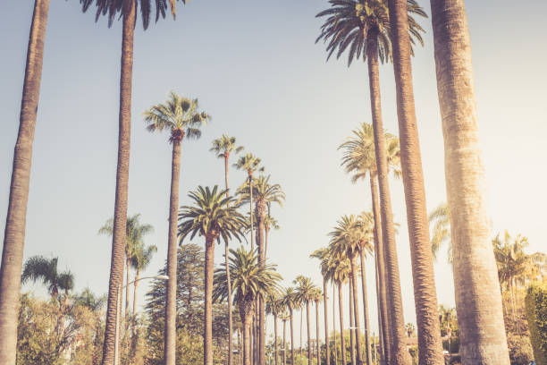 istock Palms of Beverly Hills 868172086