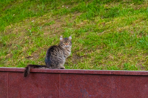 A gray cat sitting on the granite fence on the background of grass