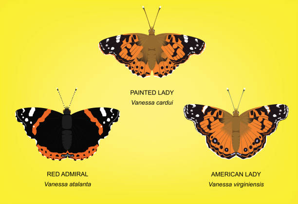 Butterfly Painted Lady Set Vector Illustration Animal Cartoon EPS10 File Format admiral butterfly stock illustrations