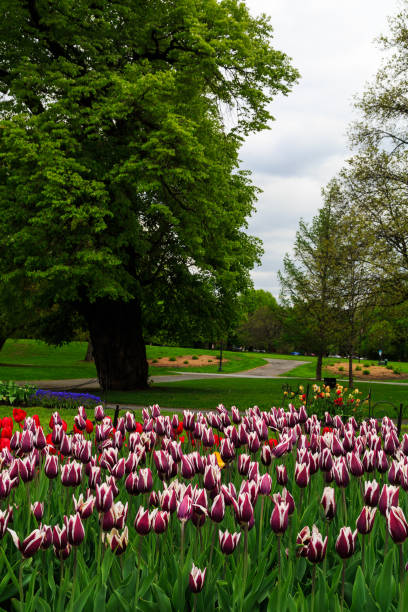 istock Tulips on display in Washington Park Albany NY on a rainy afternoon in spring 868174594