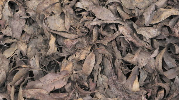 istock dry leaves lying on the ground 868177584