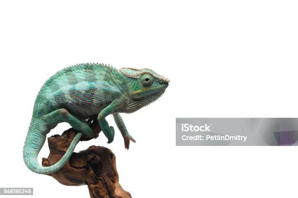 Blue Panther Chameleon Isolated On White Background Stock Photo - Download Image Now
