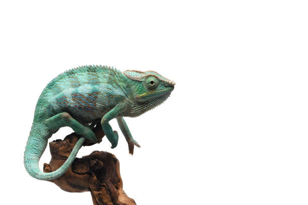 blue panther chameleon isolated on white background - reptile imagens e fotografias de stock
