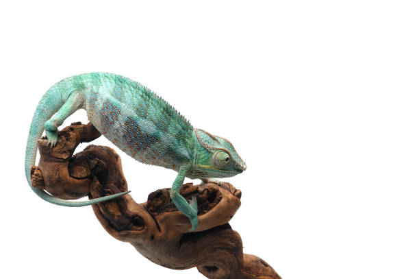 istock Blue Panther chameleon isolated on white background 868180254