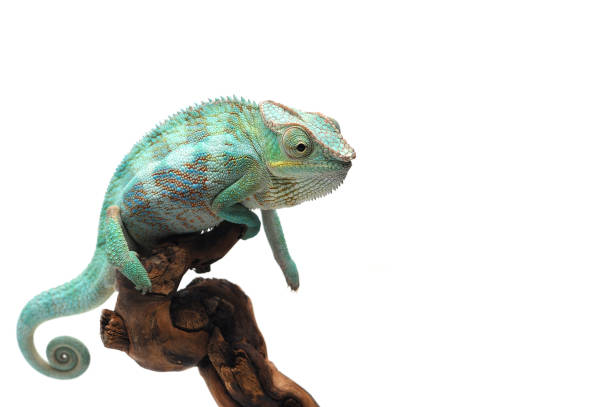 흰색 배경에 고립 된 블루 팬더 카멜레온 - chameleon reptile madagascar animal 뉴스 사진 이미지