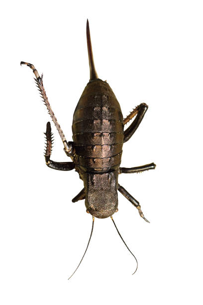 istock big bellied cricket isolated over white background 868180436