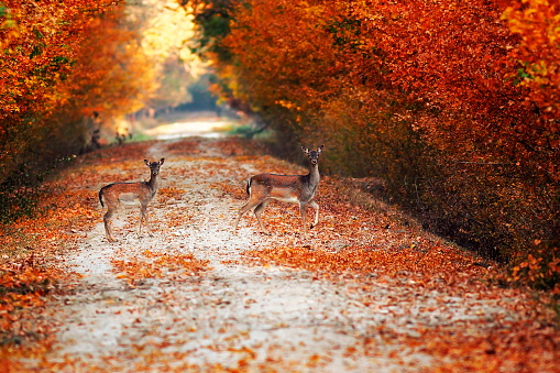 fallow deer does on rural road in autumn, beautiful colors of foliage ( Dama )