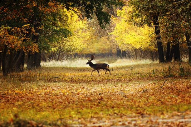 istock fallow deer buck passing rural road in the woods 868180846