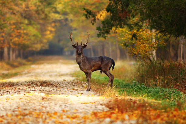 istock majestic fallow deer stag on forest road in autumn season 868181068