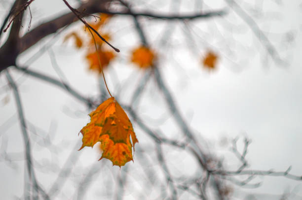yellow autumn leaves on tree with empty branch
