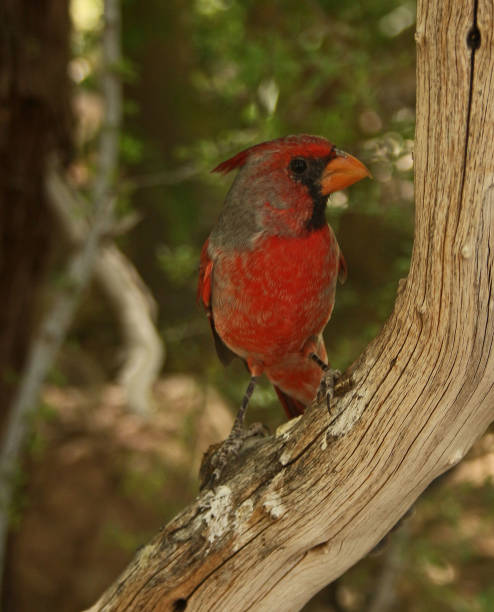 istock Northern Cardinal, Tucson, Arizona 868181384