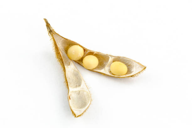 A soybean on white background.