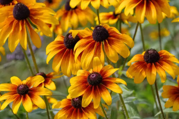 Sonnenhut - black-eyed Susan flower in summer garden