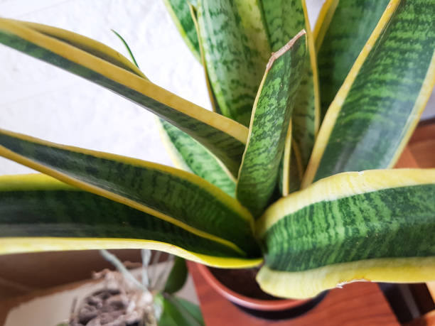 istock House plant with green-yellow leaves (Sansevieria trifasciata) 868184942