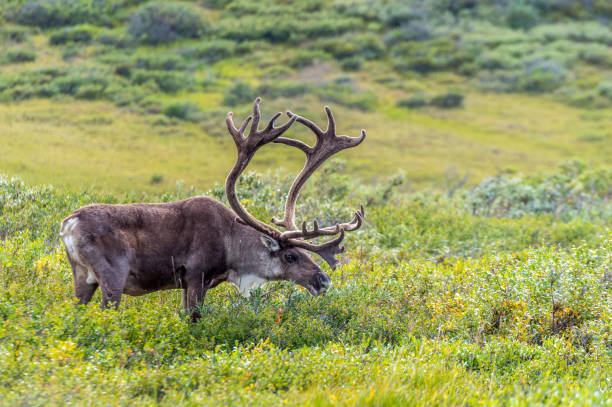 Caribou Bull (Rangifer tarandus) in tundra, Denali National Park, Alaska stock photo