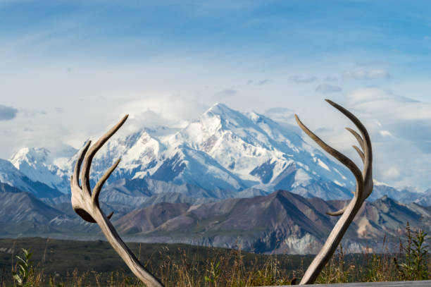 Deer horns with Mount Mckinley in the background, Denali National Park, Alaska stock photo