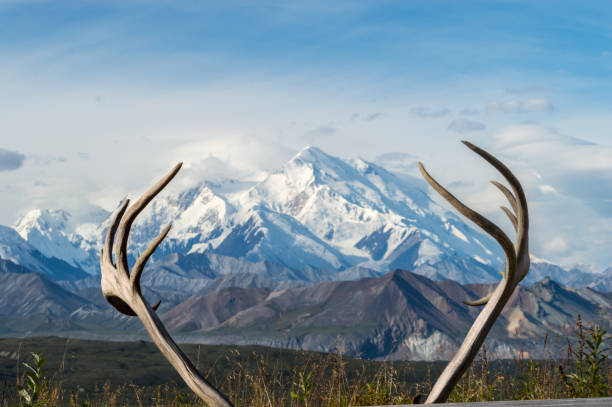 Deer horns with Mount Mckinley in the background, Denali National Park, Alaska - fotografia de stock