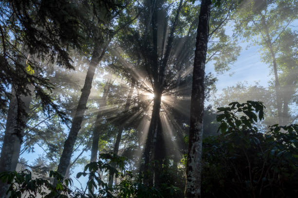 Beams of morning sun filtering through the tree and fog stock photo