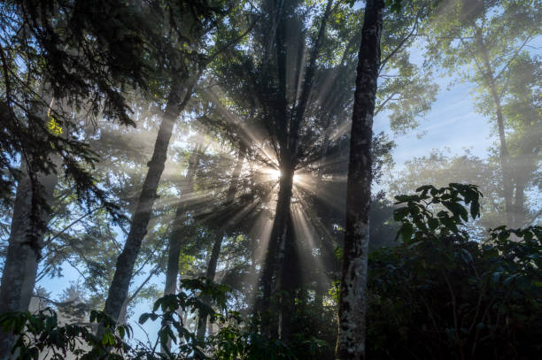 Promienie porannego słońca filtrujące przez drzewo i mgłę – zdjęcie