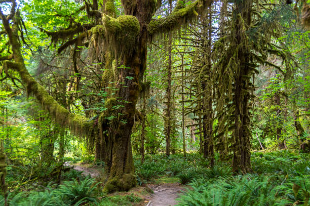 Scenic view of beautiful ever green forest in mt Olympic National park,Washington,USA. WA aka evergreen state. stock photo