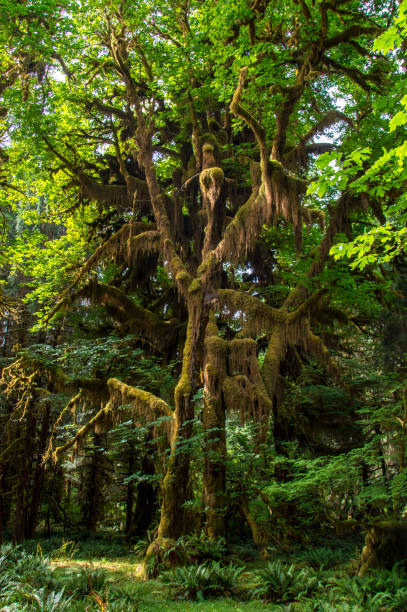 Scenic view of beautiful ever green forest in mt Olympic National park,Washington,USA. WA aka evergreen state. stock photo