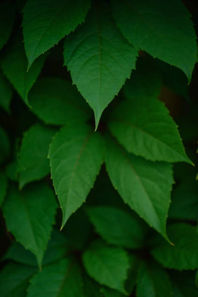 istock living green fence on the background 868185274