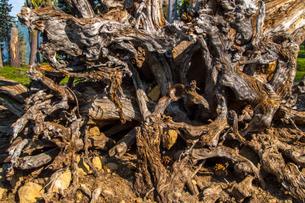 Roots of the fallen tree background - fotografia de stock