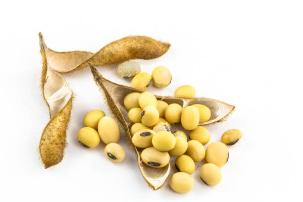 Soybeans with soya seeds stacked on a white background stock photo