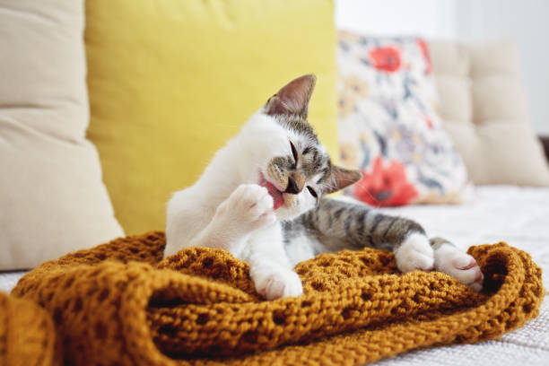 cerca del gatito tendido en el sofá y lamiendo su pata - acicalar fotografías e imágenes de stock