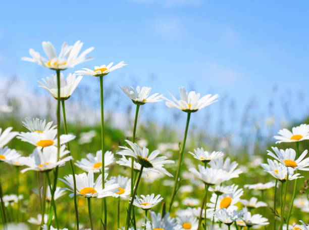 istock beautiful summer field with white delicate flowers daisies 868192164
