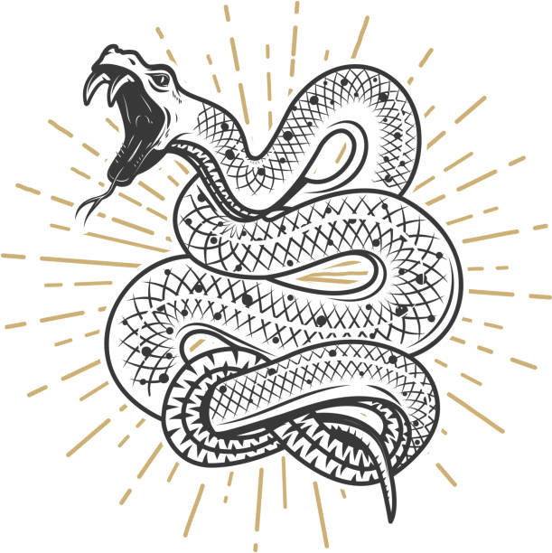 ilustraciones, imágenes clip art, dibujos animados e iconos de stock de ilustración de serpiente víbora sobre fondo blanco. elemento de diseño de cartel, emblema, signo. ilustración de vector - snake rattlesnake poisonous organism fang