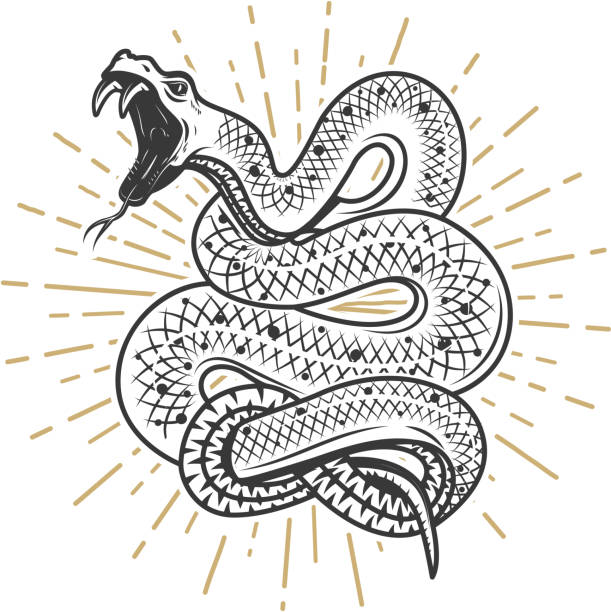 흰색 바탕에 바이퍼 뱀 그림입니다. 포스터, 상징, 기호에 대 한 디자인 요소입니다. 벡터 일러스트 레이 션 - 살모사 이미지 stock illustrations