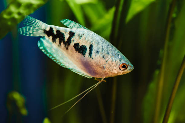 Trichogaster trichopterus. Gurami. A blue fish floats in a home aquarium close-up. trichogaster trichopterus stock pictures, royalty-free photos & images
