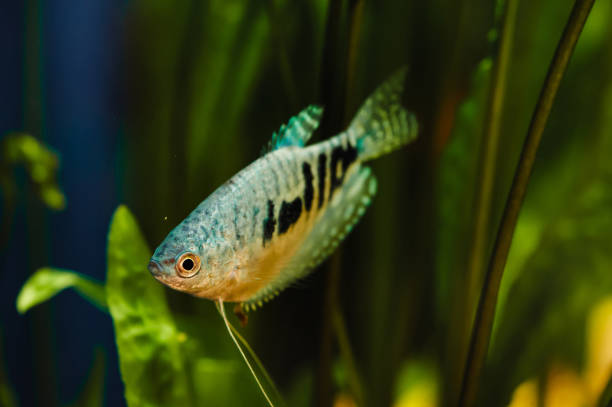 Trichogaster trichopterus. Gurami. A blue fish floats in a home aquarium close-up. trichogaster trichopterus stock pictures, royalty-free photos & images