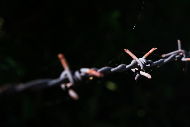 istock Close up old barbed wire with a little spider web 868196410