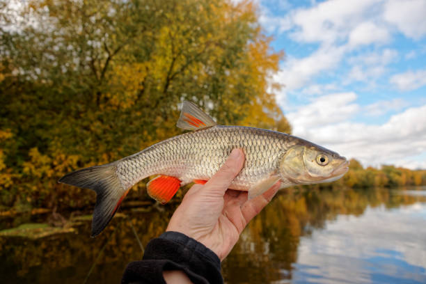 istock Chub in fisherman's hand, autumn catch 868199414