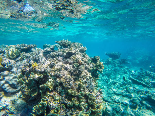istock Exploring The Great Barrier Reef in Queensland 868200292