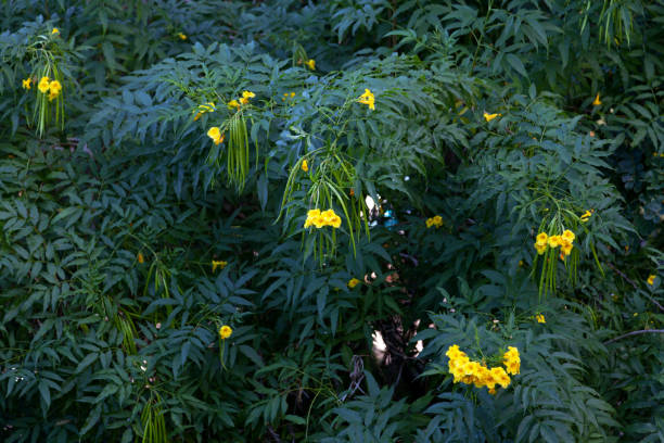 Yellow Elder Stock Photo - Download Image Now - Bignoniaceae, Botany, Bush - iStock