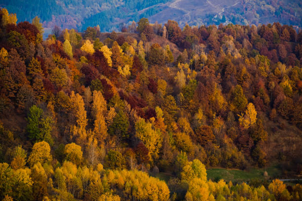 istock colorful trees in fall in Apuseni mountains, Romania 868206422