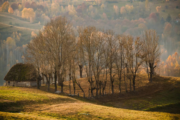 istock colorful trees in fall in Apuseni mountains, Romania 868206448