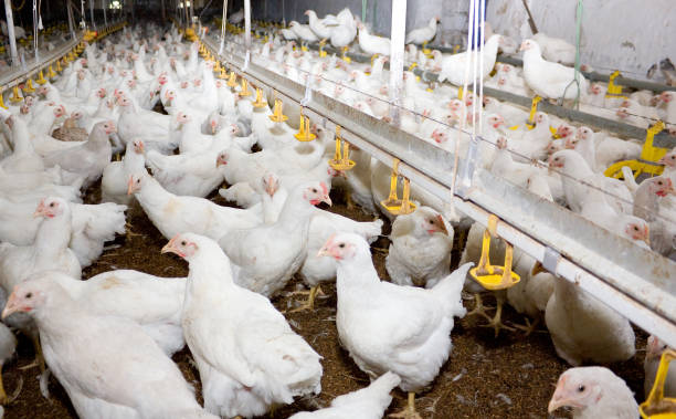 young broiler chickens at the poultry farm - broiler farm imagens e fotografias de stock