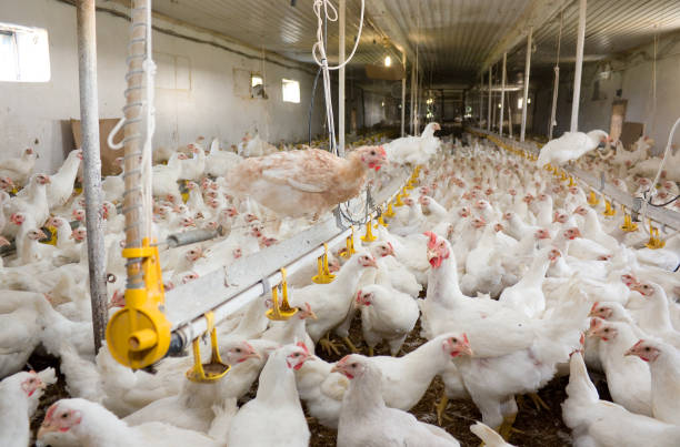 istock Young broiler chickens at the poultry farm 868209382