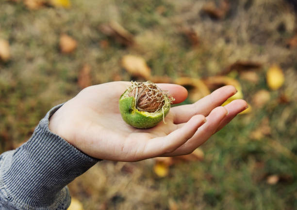 Girl's Hand Holds A Ripe Walnut. Autumn Harvest.