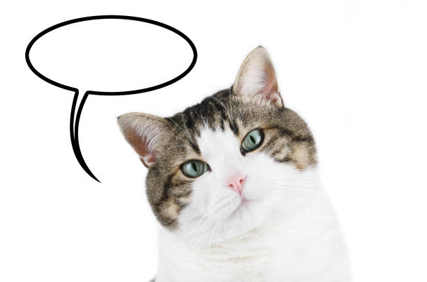 Cat portrait over white isolated background with thought balloon with the text i'm hungry inside.