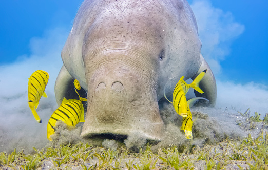 Ckose-up of Sea Cow eating algae on seagrass meadow. Dugong (Dugong dugon) accompanied by school of Golden trevally fish (Gnathanodon speciosus) feeding Smooth ribbon seagrass (Cymodocea rotundata) on seagrass bed